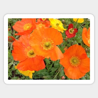 Orange Poppies Sticker